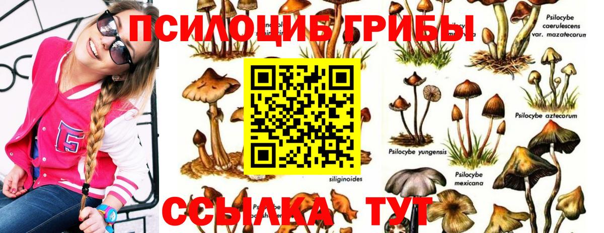 Галлюциногенные грибы Psilocybe  Вход с VPN  Псилоцибиновые грибы Psilocybe  Белово 